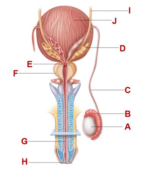 Label And Describe The Functions Of The Structures Within The Male