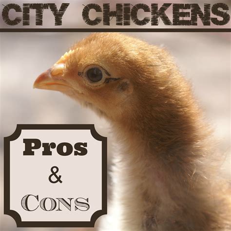 Pros And Cons To Raising Chickens In The City Imaginacres