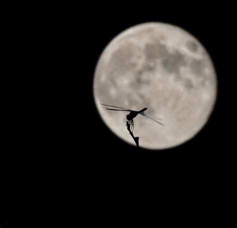 A Dragon Flys Across The Night Sky With A Full Moon In The Back Ground