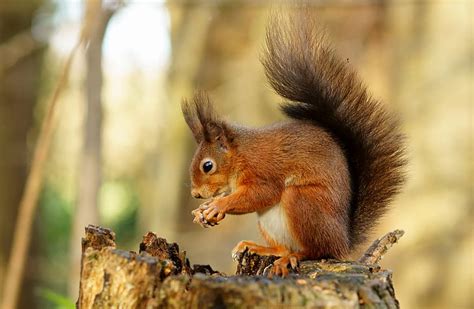 Hd Wallpaper Squirrel Eating Nuts Grab Raid Sigma Ex Dg Rodent