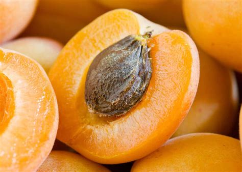 How To Grow Apricot From Seed 🍑 🌱 Discover The Joy Of Nurturing Stone