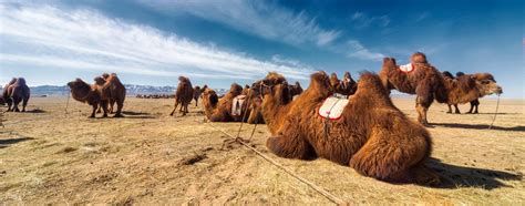 Camel Festival Tour 4 Days Discover Mongolia Travel