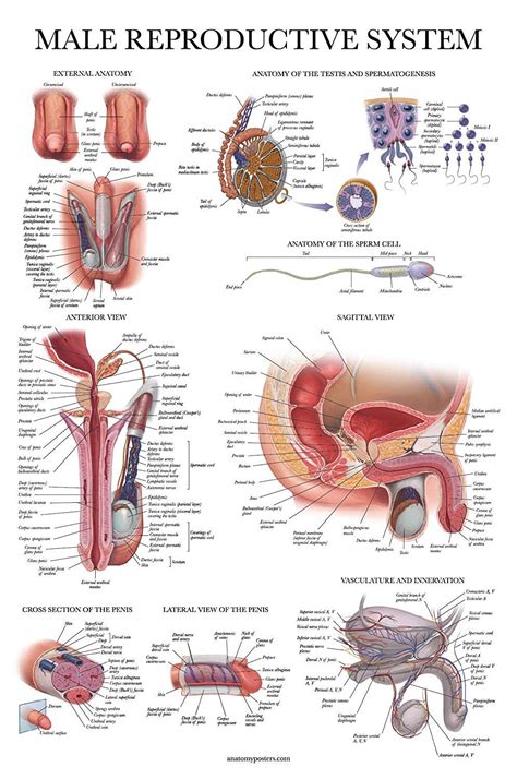 male reproductive system reproductive system female reproductive system anatomy body systems
