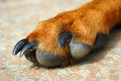 How Do I Clean My Dogs Infected Paws