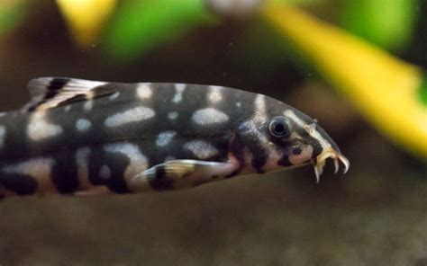13 Peaceful Types Of Loaches For Aquarium And Pond
