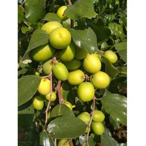 Well Watered Green Gola Apple Ber Plant For Outdoor At Rs 45piece In