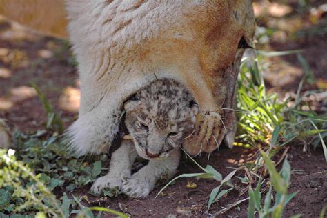 Lion Cubs All The Important Baby Lion Facts You Should Know