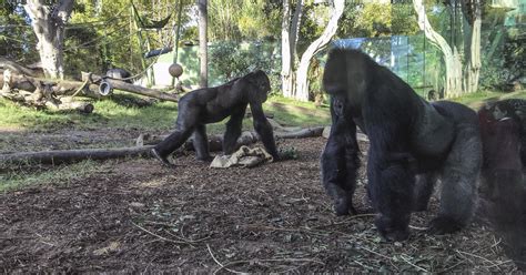 2 Gorillas At San Diego Zoo Test Positive For Covid 19 Cbs News