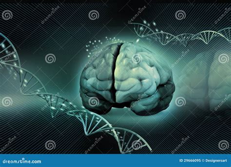 Human Brain And Dna Royalty Free Stock Photo Image 29666095