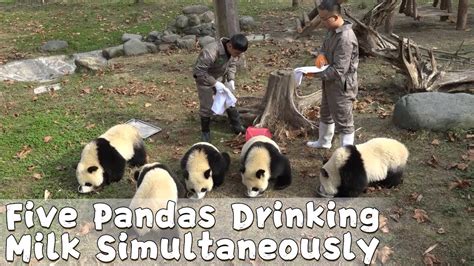 Nannys Trick Of Feeding Five Pandas Simultaneously Ipanda Youtube