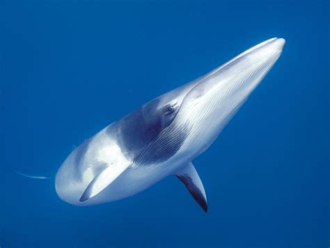 Minke whales are fairly solitary, usually found alone. Australia's Great Barrier Reef - Top 10 List - Swain Destinations Travel Blog