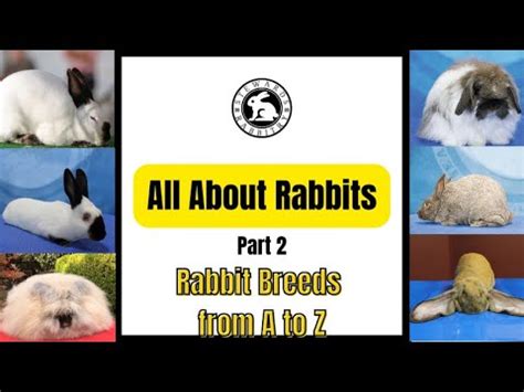 Different Rabbit Breeds Youtube