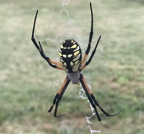Unidentified Spider In Salisbury North Carolina United States