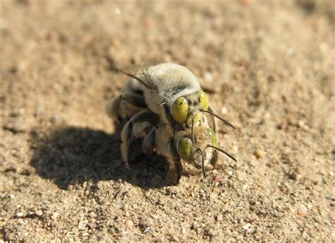 Digger Bees Ask A Biologist