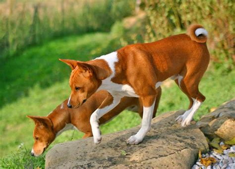 Dog Breed Directory Basenji Dog Breed