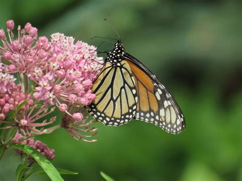 Monarch Butterfly Populations Are Thriving In North America