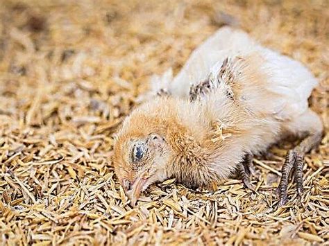 Coccidiosis In Chickens Symptoms And Treatment Photos Prevention