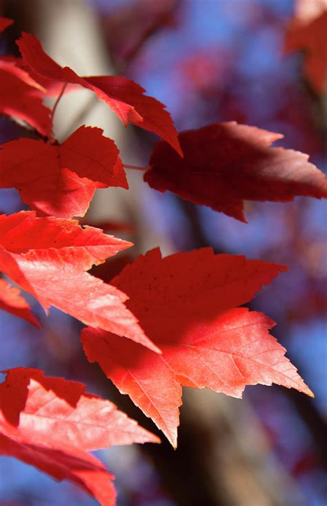 Fall Maple Leaves Photograph By Nature Dream Studio Fine Art America