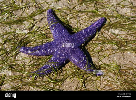 Purple Starfish In Shallow Waters Stock Photo Alamy