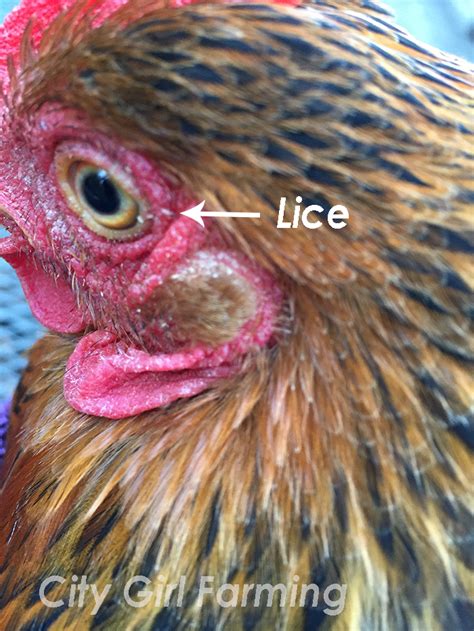 Chicken Lice City Girl Farming Sustainable Living For Regular People