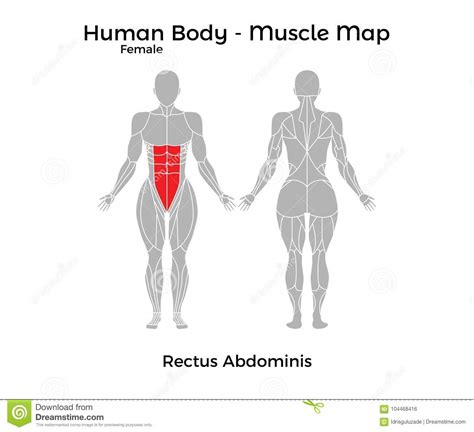 In a restricted sense it deals merely —the various systems of which the human body is composed are grouped under the following headings: Female Human Body - Muscle Map, Rectus Abdominis Stock Vector - Illustration of board, ligament ...