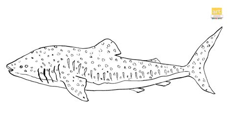 Whale Shark Drawing Ii How To Draw A Whale Shark Drawing Step By Step