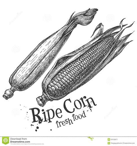 Corn Maize On A White Background Sketch Stock Illustration