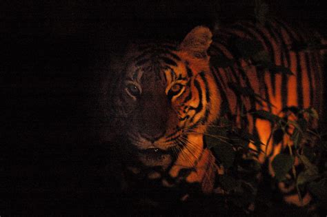 Tiger In The Night Kalyan Varma Photography