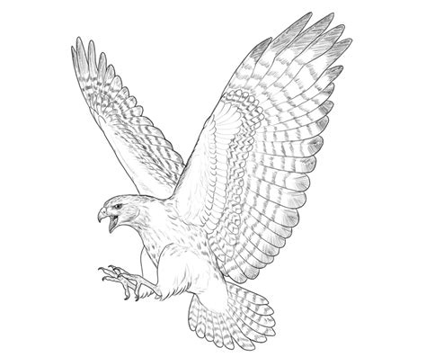 How To Draw A Hawk Envato Tuts