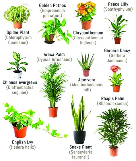 These plants help clean the air while adding a stunning appearance to your home. Purifying power of indoor plants