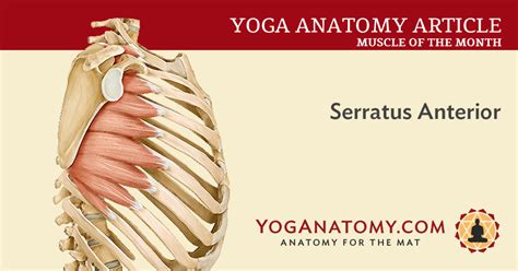 For example, the frontalis muscle is the last feature by which to name a muscle is its action. Learn more about your serratus anterior muscle