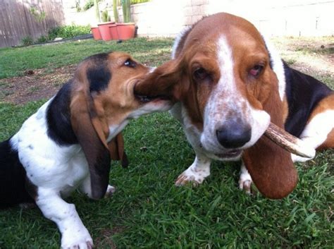 9 Reasons Why Do Basset Hounds Chew On Their Ears Basset Hound Enthusiast