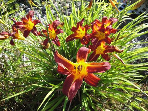 Daylily Almost Looks Like A Starfire Day Lilies Perennial Garden Perennials