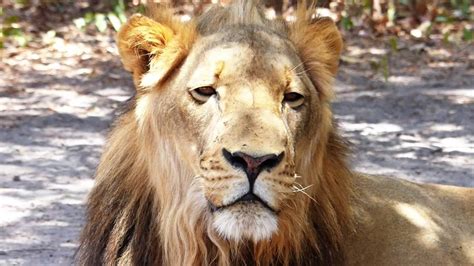 Senegal Safari And Lion Walk Youtube