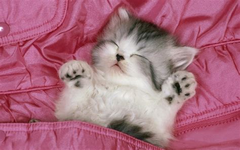 Sleeping Kittens Wallpapers High Quality Download Free