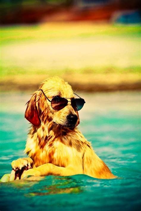 Looking Beautiful Golden Retriever Puppy In Swim Pool Cute Puppy And