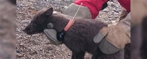 An Arctic Fox Has Been Tracked Walking 2700 Miles From Norway All The