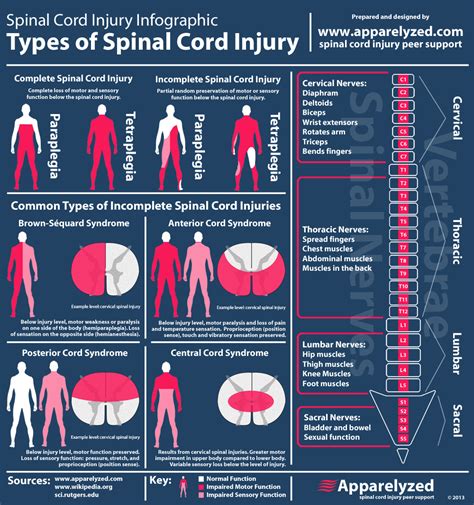 Spinal Injury Spinal Shock