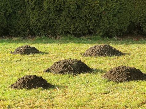 Small Dirt Mounds In Lawn Naturallist
