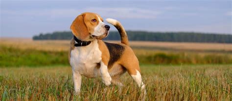 Beagle puppy for sale in marion, la, usa. Hunting Beagles For Sale In Massachusetts | Top Dog ...