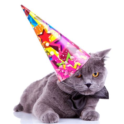 Happy Birthday Cat The Best Way To Congratulate You Dogalize