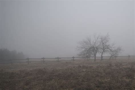 Fog Tree Moor Landscape Nature Haze Mystical Mysterious