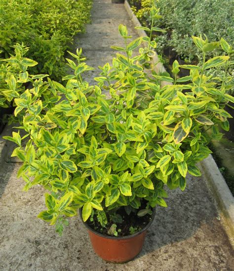 Euonymus Fortunei Emeraldn Gold Roplant
