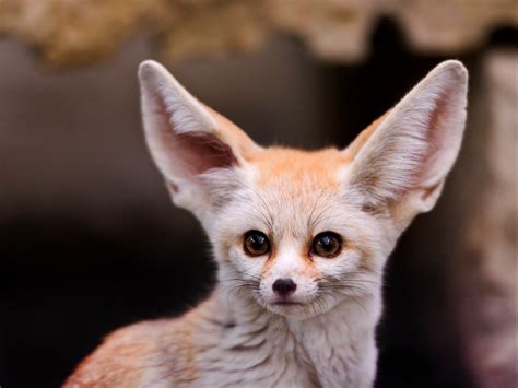 fennec, Animals Wallpapers HD / Desktop and Mobile Backgrounds