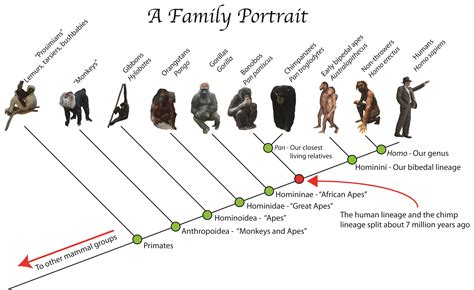 Til Humans Are So Similar In Body Structuregenome To Baby Chimps That