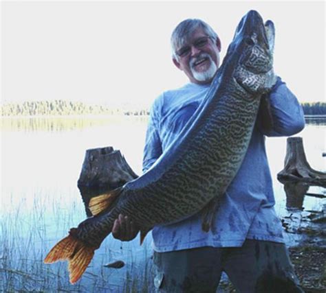 World Record Tiger Muskie Caught In Idaho Montana Hunting And Fishing