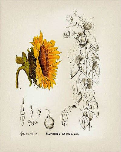 Girasol Helianthus annuus Descripción y Propiedades Medicinales