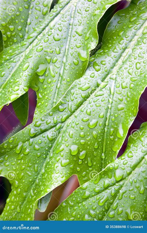 Abstract Closeup Of Green Plant Leaf With Water Droplets Stock Photo