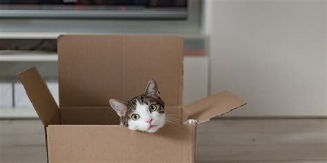 Why Do Cats Like Boxes So Much Newsweek Web Story