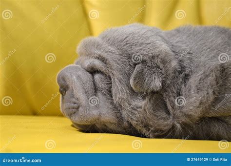 Baby Sharpei Puppy Sleeping Stock Image Image Of Cute Love 27649129